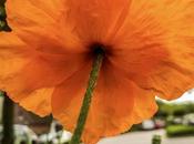 ¡Descubre secretos jardines atlántico para próximo viaje!