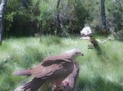 Fauna Montaña Palentina Águila