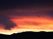 amanecer grullas Gallocanta