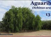 Aguaribay (video)