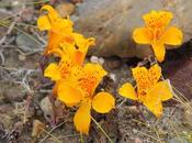 Amancay desierto (Alstroemeria patagonica)