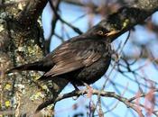 mirlo-turdus merula