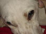 Pecas, urgente! otro perro pegado!!!