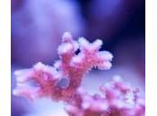 Crecimiento Corales