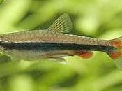 Lápiz dorado peces