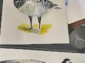 Barnacla Cariblanca Acuarelas: Historia