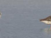 Archibebe oscuro Aiguamolls l’Empordà