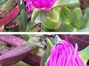 flores amaneceres bonitos