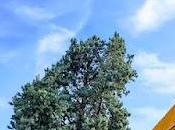 Árboles