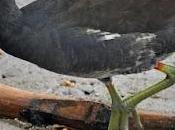 Sueños Interesantes pollo