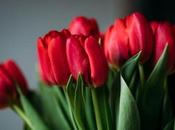 Época tulipanes Holanda Bélgica: guía completa