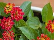 planta poco conocida florece durante todo año: adapta todas casas vence sequía
