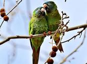 Aratinga cabeciazul Barcelona: toque exótico