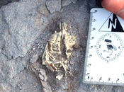 Quién Ichhutherium wayra, nuevo mamífero fósil hallado Argentina 3.900 metros altura