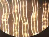 Dworniak Bone Lapsa Fingers Pointing Moon (2016)