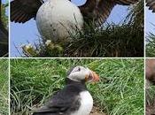 Frailecillosa corta distancia