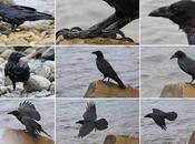 majestuosidad cuervo