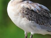 Gaviota Húngara Parc Diagonal