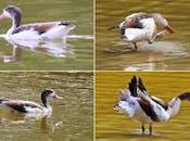 Hoy, Tarro Blanco Parc Diagonal Mar: cita histórica