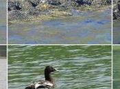 Eider plumaje eclipse: discreción estival costas Islandia