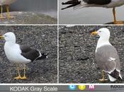 Larus fuscus graellsii,