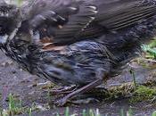 Zorzal alirrojo: escenas cotidianas Islandia