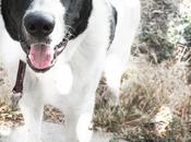 perro mastin León.