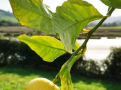 casita Castellanos (María Gabriela Díaz Gronlier).
