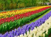 curiosa Crisis Tulipanes... Mark Zabaleta