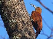 Trepador gigante (Xiphocolaptes major)