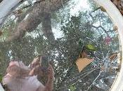 Arrikitown psicodélico derecho