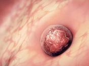 Publicadas primeras imágenes revelan misterioso proceso implantación embrión humano