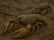 Descubren Nueva Zelanda cangrejos gigantes hace millones años: triplicaban tamaño actuales