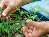 APRODEL apoyo proyecto investigación BARRILLA