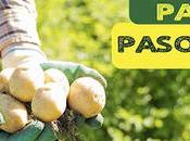 Consejos trucos para cultivar patatas huerto ecológico