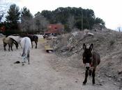 animales merecen