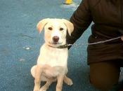 necesita acogida adopción para ZURI cachorro cruce labrador, tiempo. (Vizcaya)