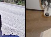 buena noticia, Vahva adoptada!!