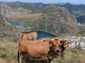 PR-AS 319: Ruta Altas Cumbres Lagos +2.000 Somiedo (Pico Calabazosa)