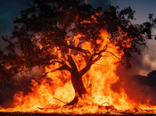 Cuando monte arde energía pierde