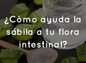 ¿Cómo ayuda sábila flora intestinal?
