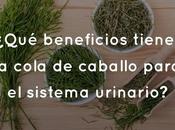 ¿Qué beneficios tiene cola caballo para sistema urinario?