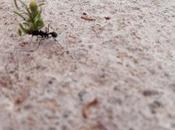 trabajo hormiga, ejemplo cotidiano basado perseverancia.