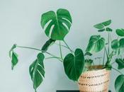 Cómo cuidar Monstera deliciosa matarla intento