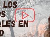 Efectos humo incendios forestales salud