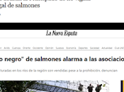 importa salmón, dinero