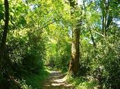 Productos obtienen bosques