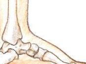 tobillo, articulación olvidada