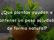 ¿Qué plantas ayudan mantener peso saludable forma natural?