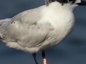 Charrán Patinegro Anilla Port Olímpic